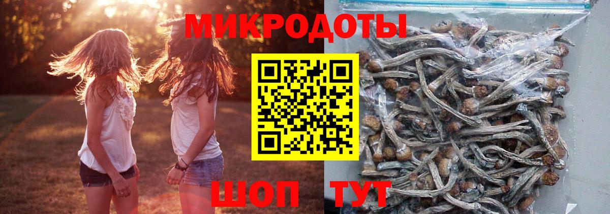Псилоцибиновые грибы Cubensis Новочебоксарск